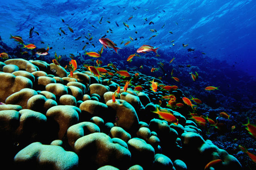 Eco-Tourism - Barbados Angle on A More Sustainable Tourism